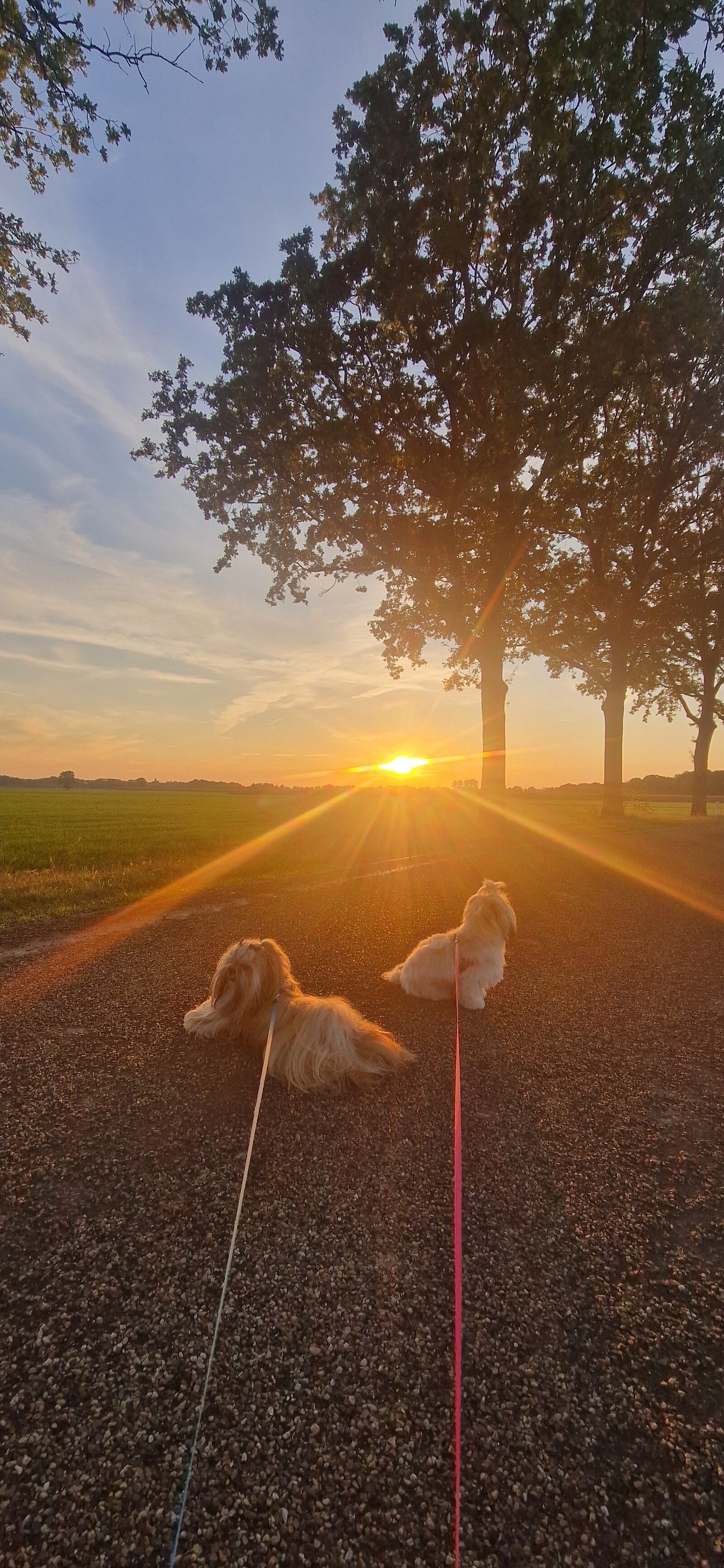 Hunde auf dem Weg hinter dem Campingplatz