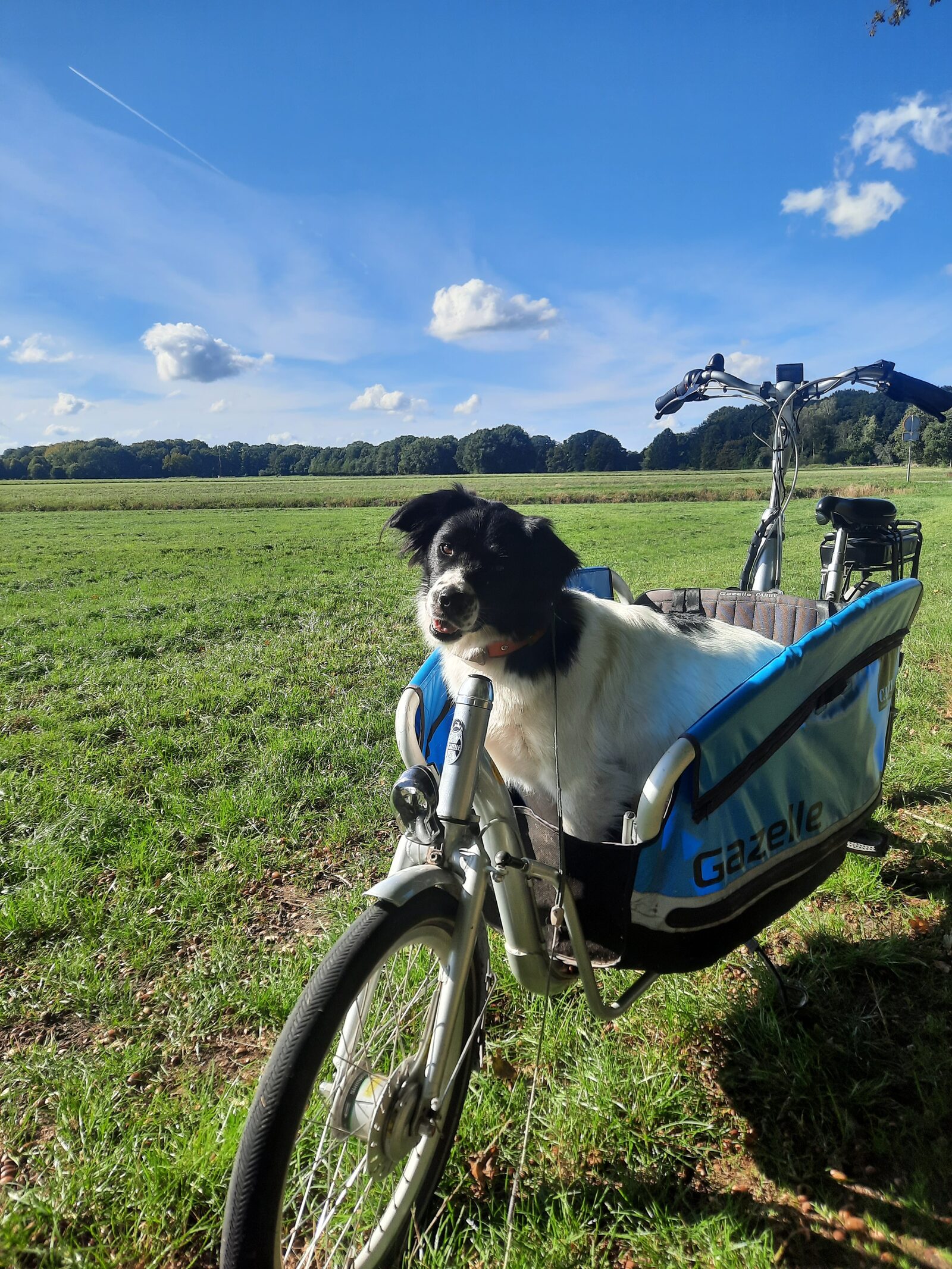 Hund im Lastenfahrrad
