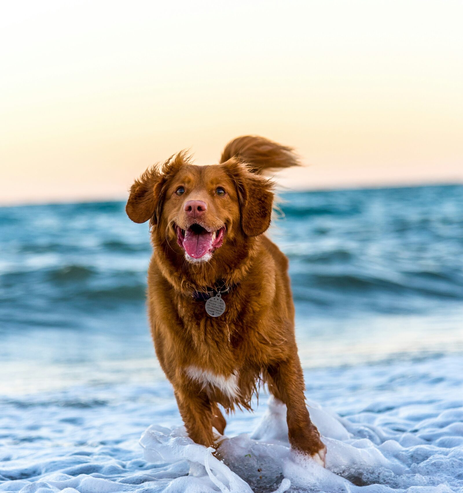 dog