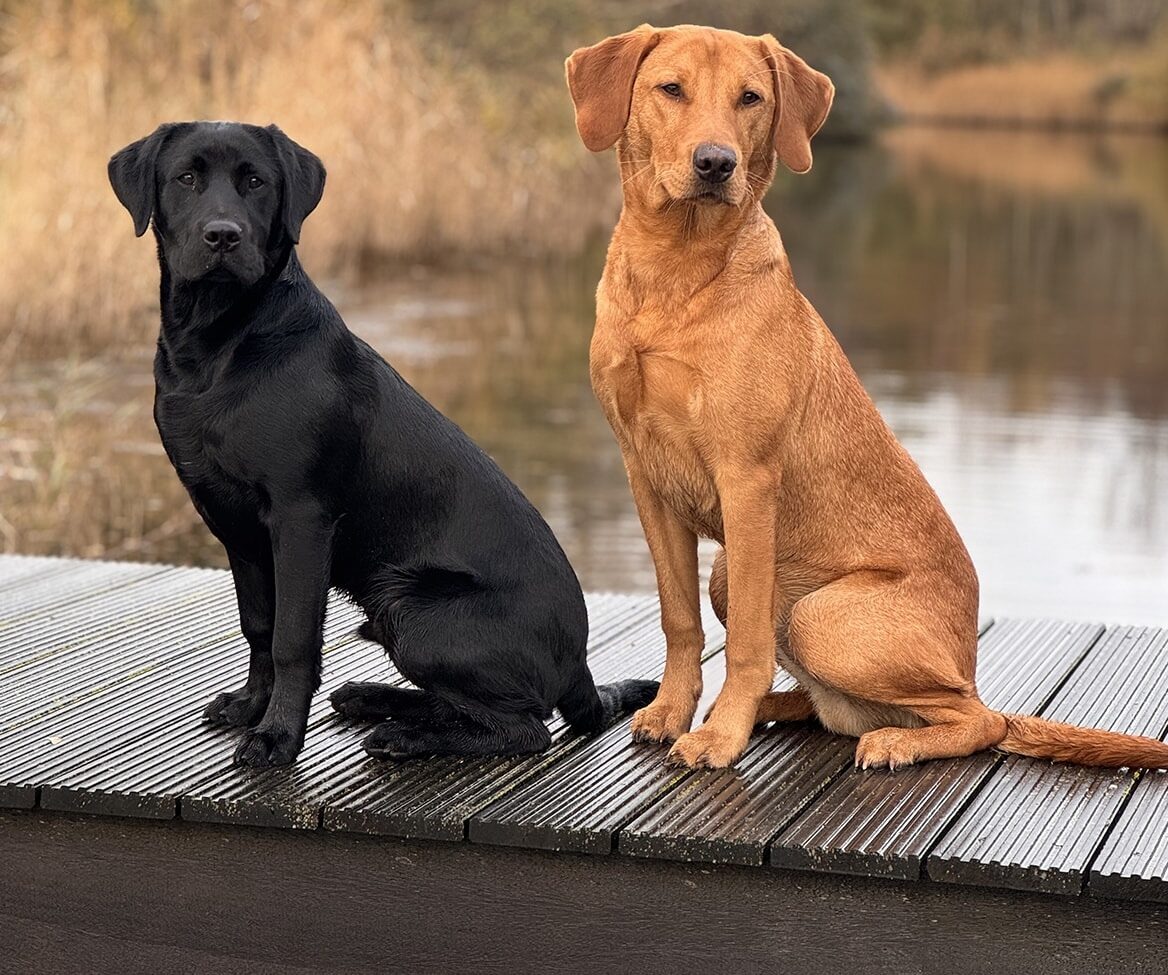 dog