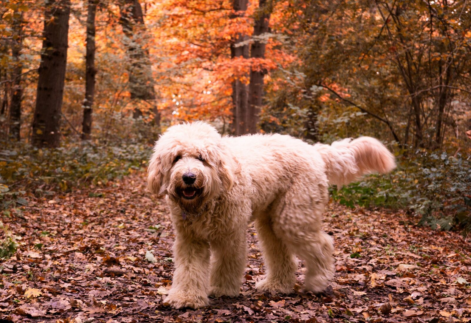 Holiday with a dog