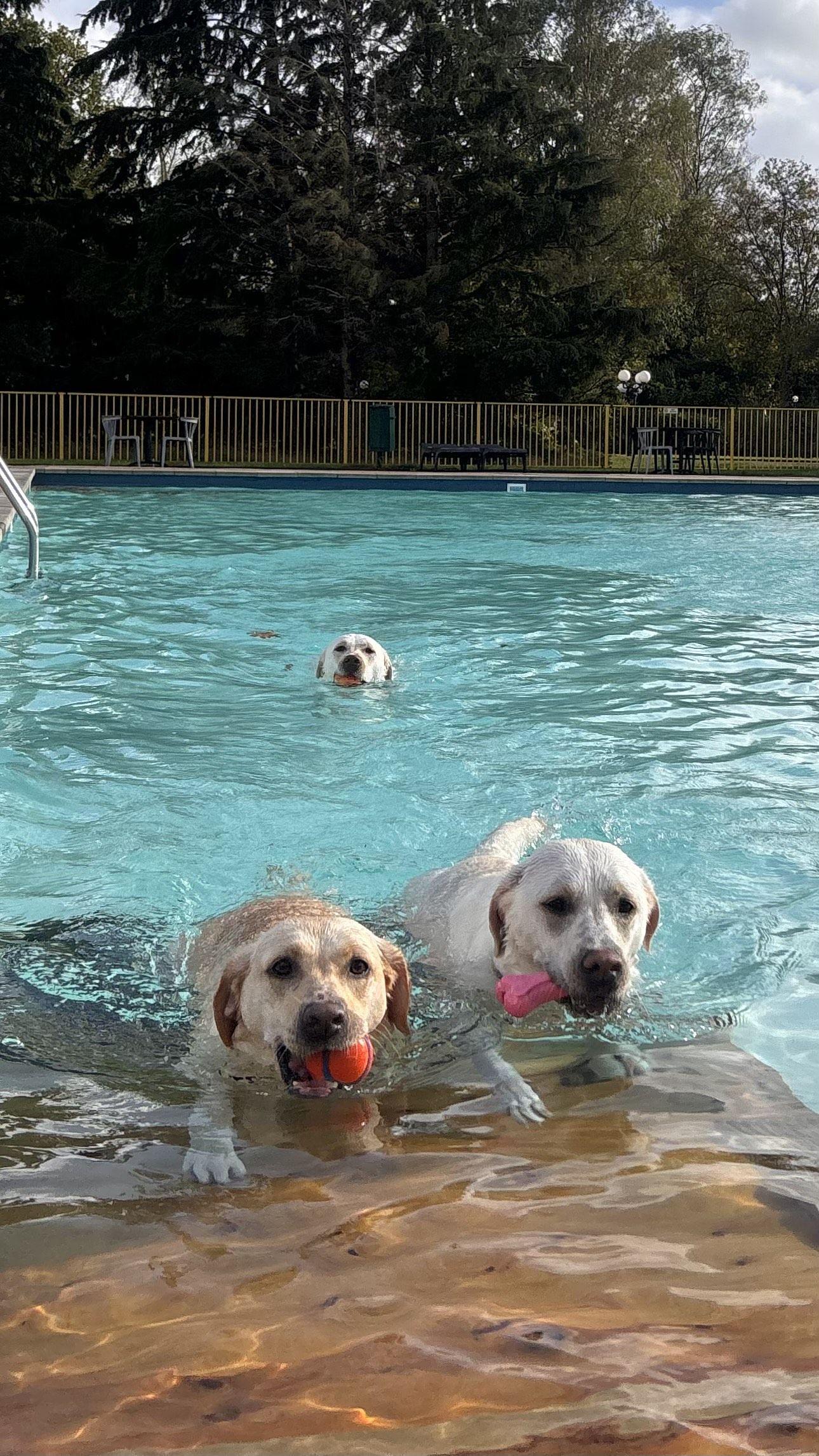 Hundespritzer