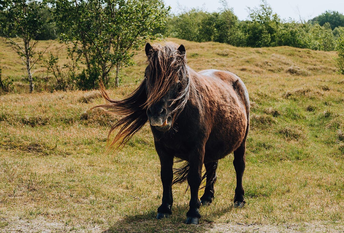 horse