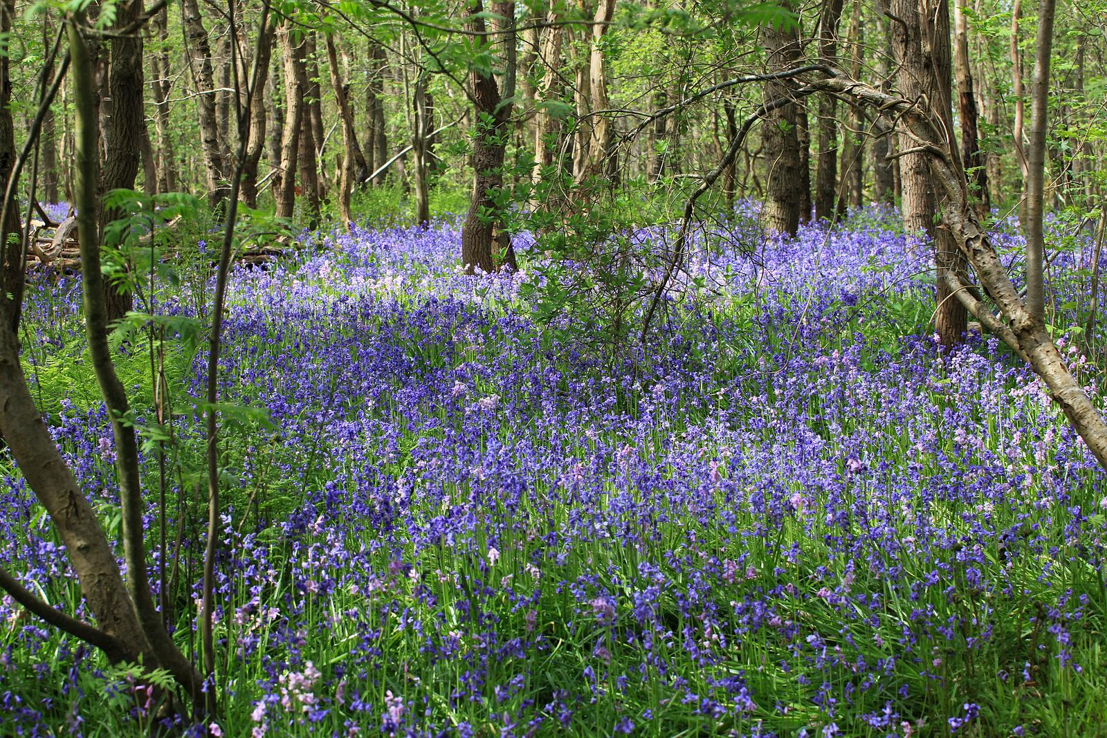 Natuurgebied Wildrijk