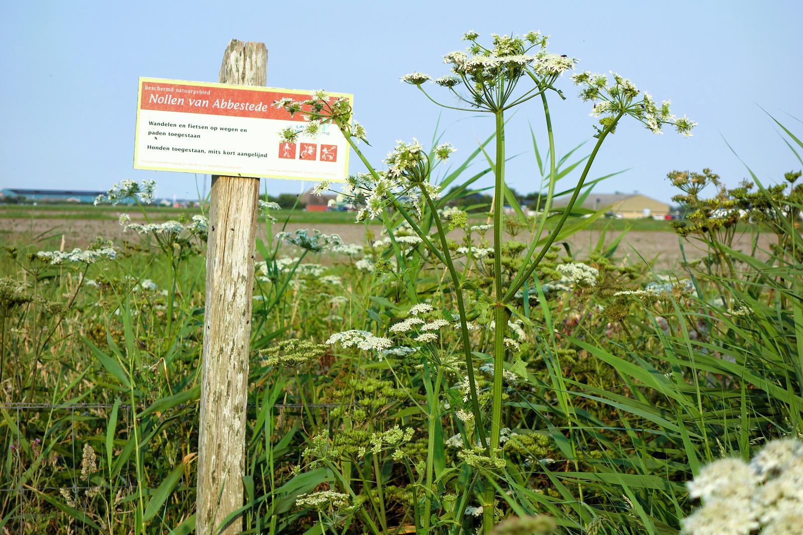 Natuurgebied Abbestee