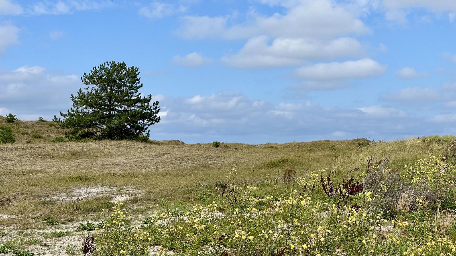 Duingebied Noord Holland