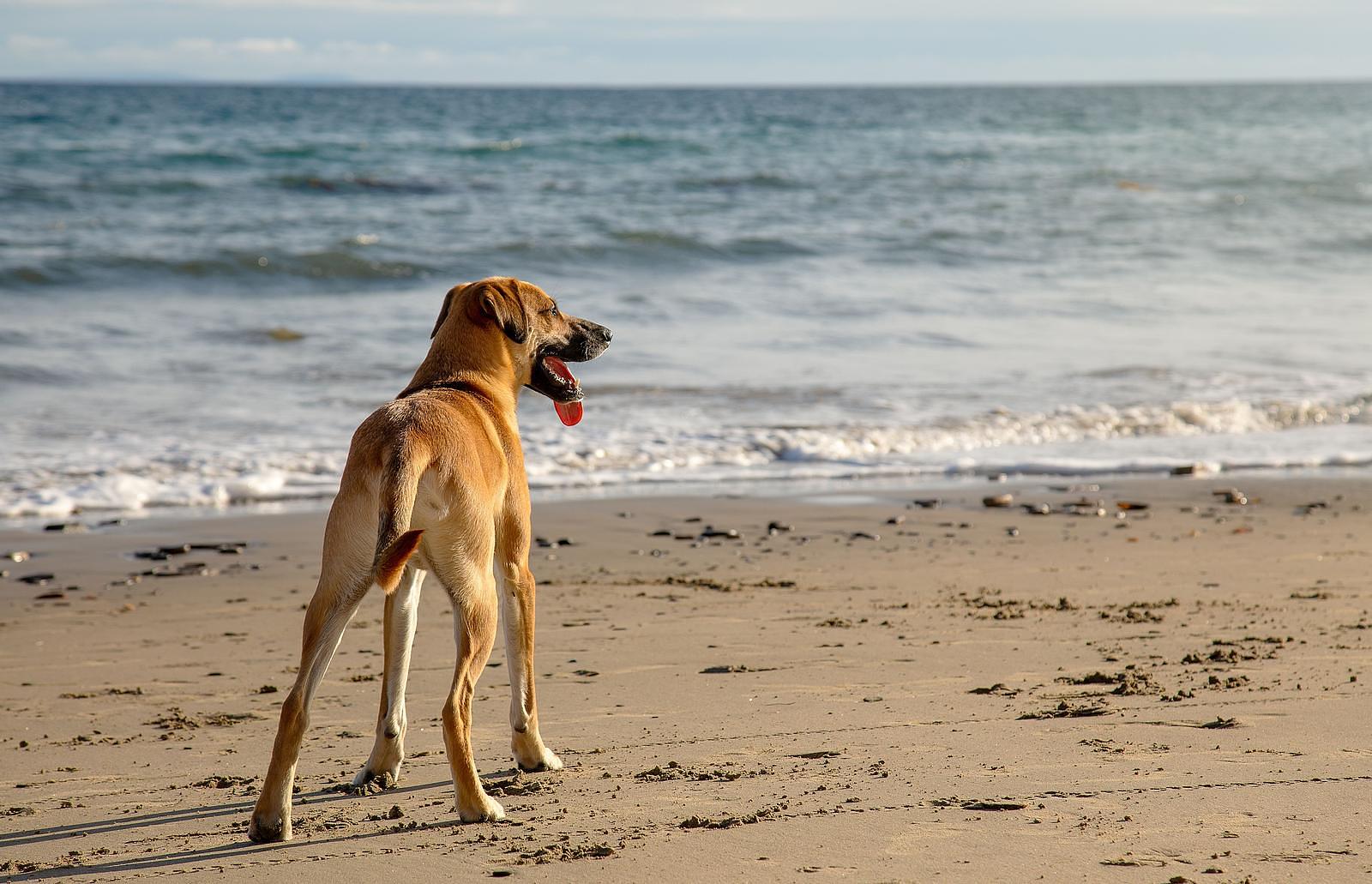 Hond geniet op het strand van Callantsoog – hondvriendelijke vakantiewoning bij Vrijheid aan de Kust