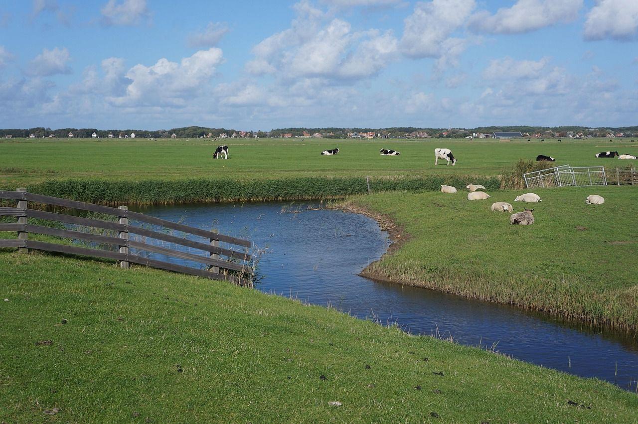 weide bij lies