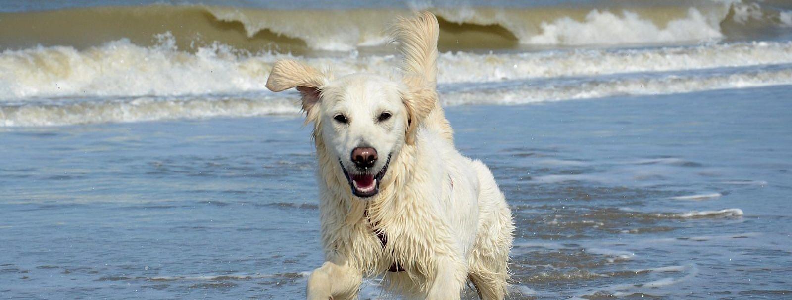 Vakantie met de hond in Noord-Holland?