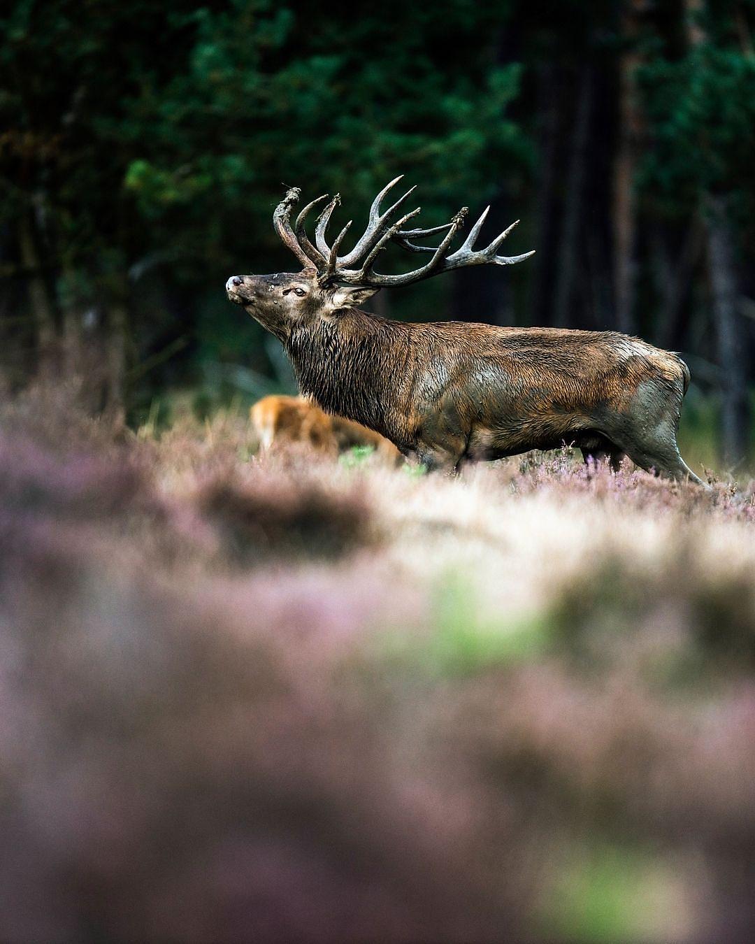 Veluwe Wellness Weken