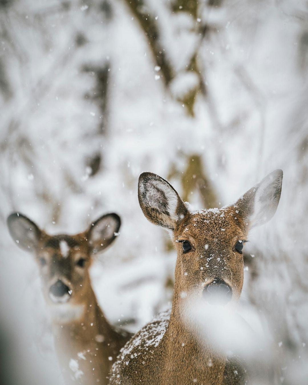 Veluwe Wellness-Wochen