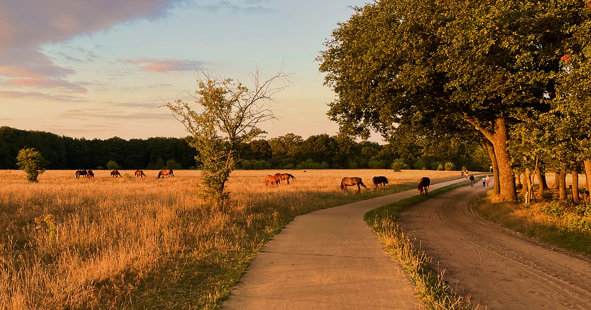 Veluwe Wellness-Wochen