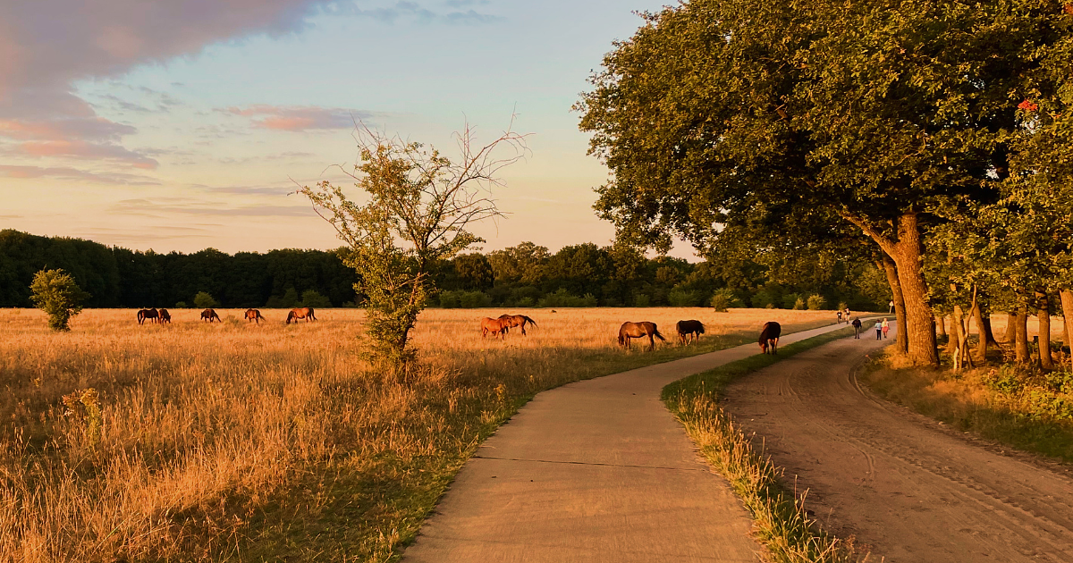 Veluwe