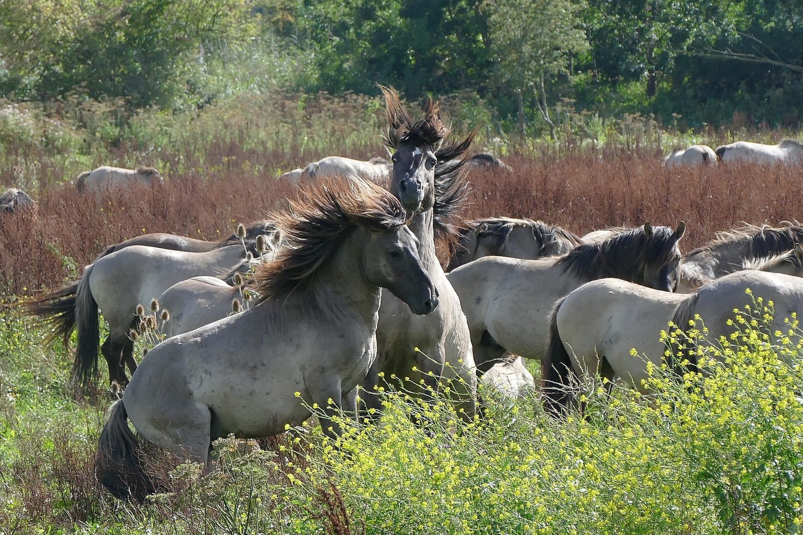 Oostvaardersplassen