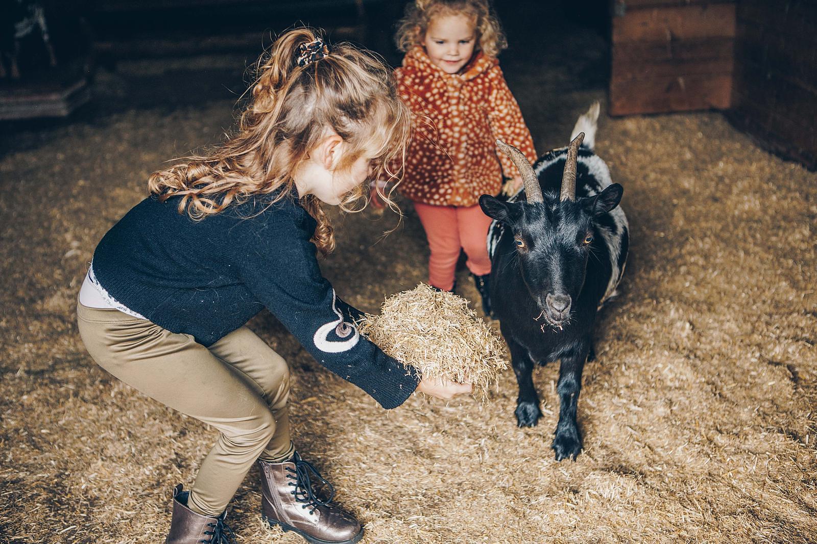 Streichelzoo 't Hooge Holt