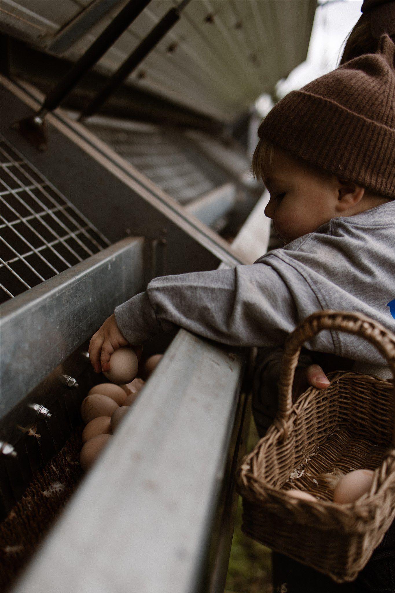 boerderij dieren eieren kippen
