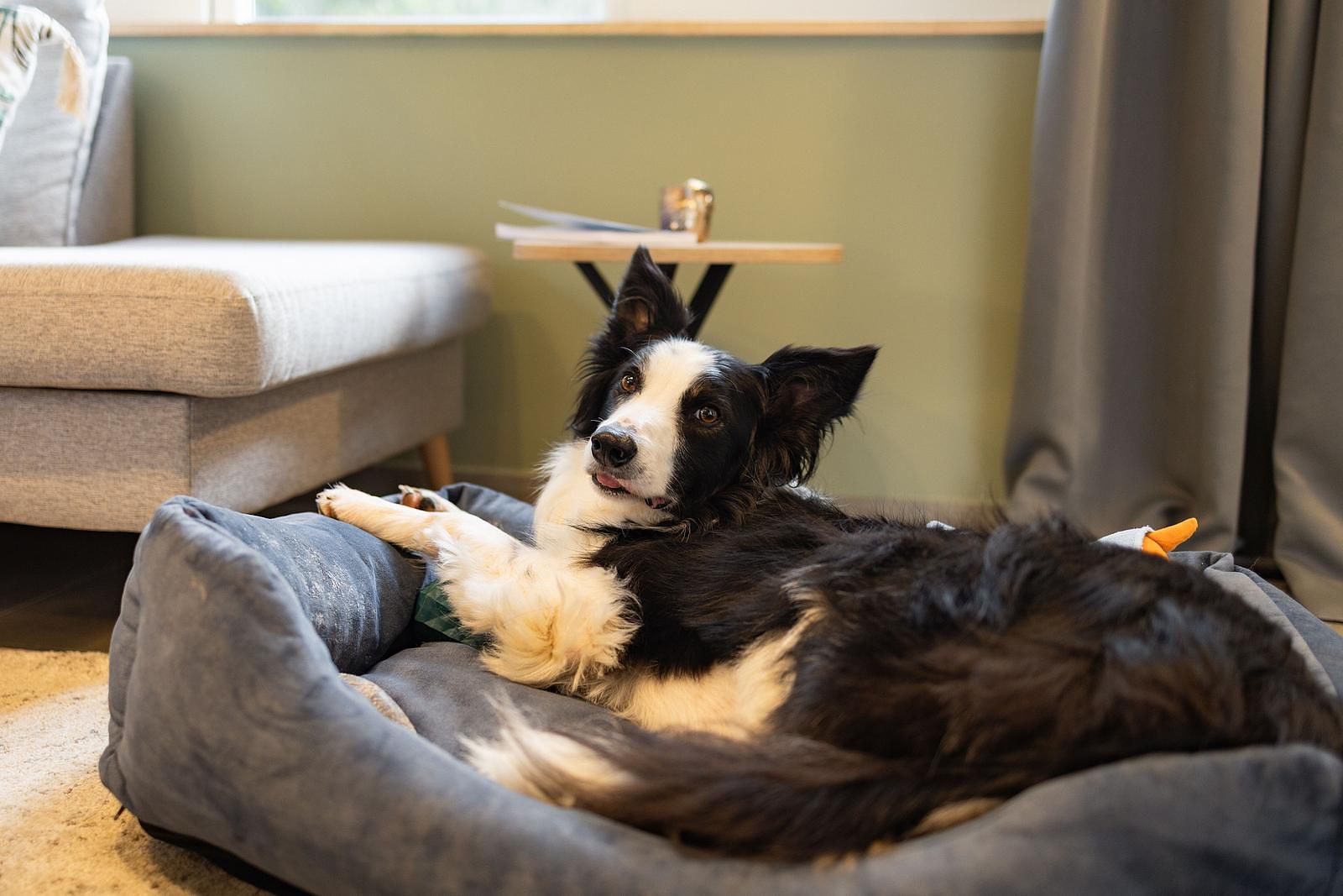 vakantiehuis ardennen met hond