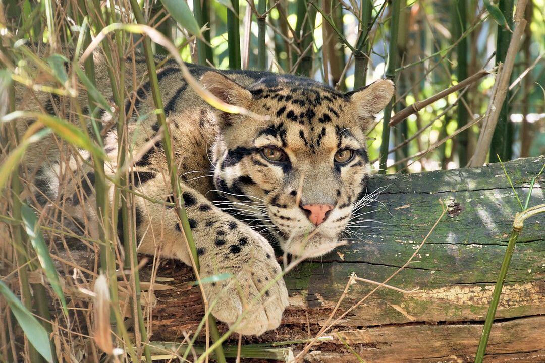Dierenpark ZieZOO Dierenpark ZieZOO