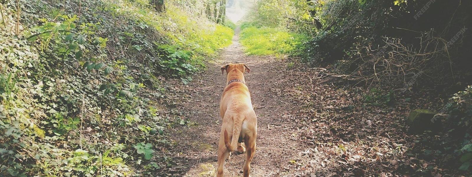 Hond wandelt door het bos op Texel – vakantie bij De Witteberg