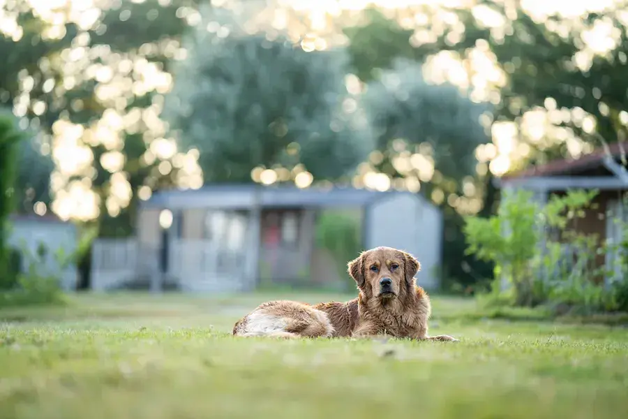 Dog