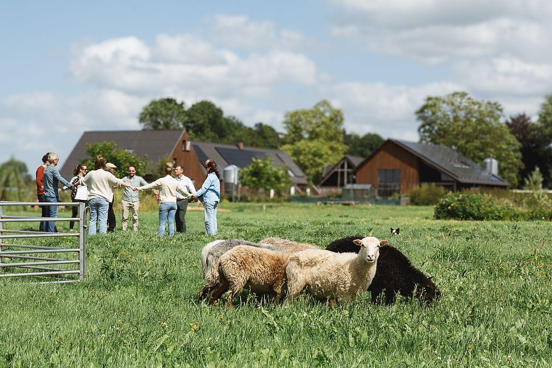 Vergaderen, schapendrijven