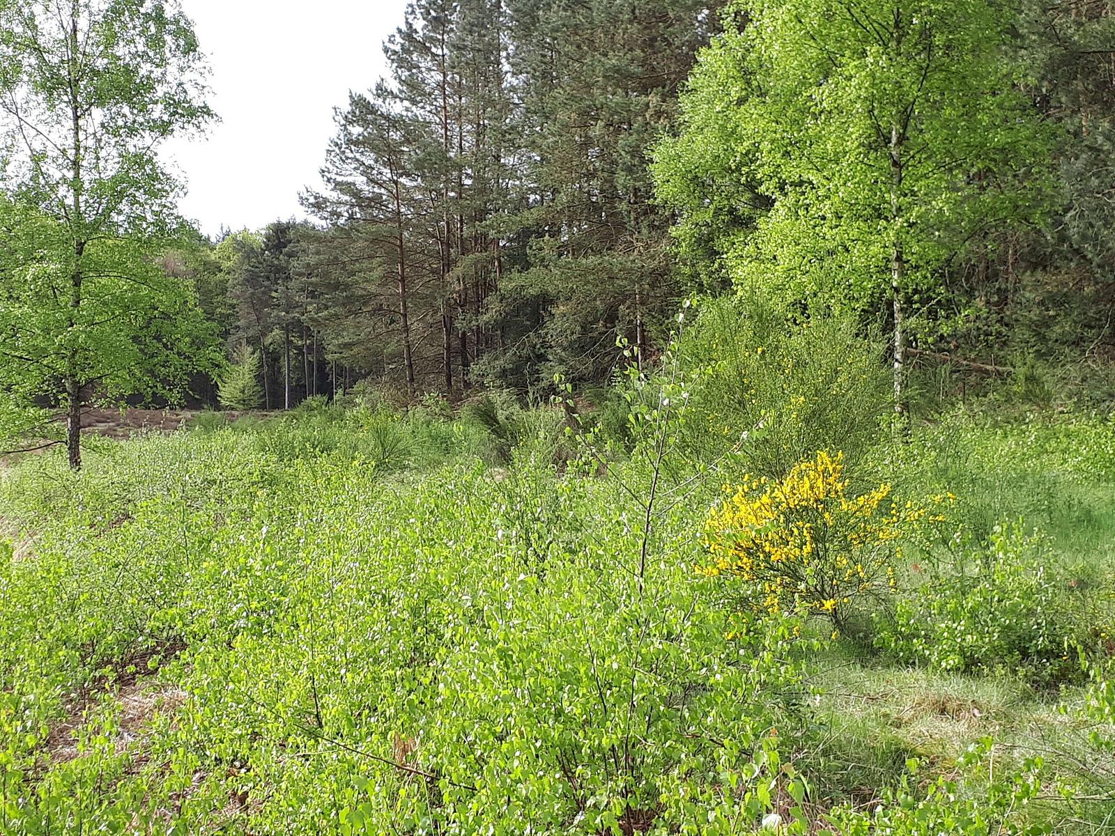 Vroege voorjaarswandeling