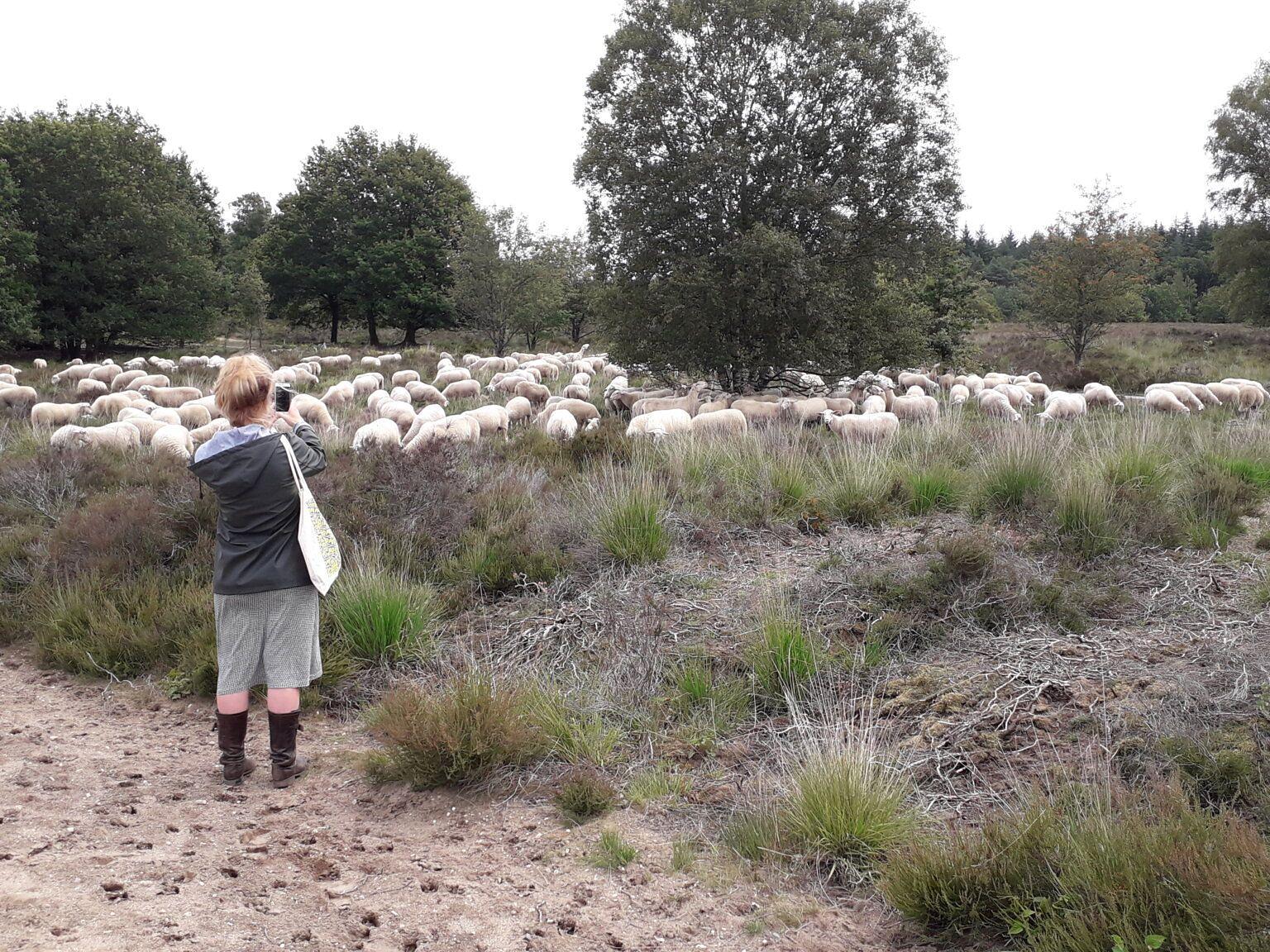 Op zoek naar de herder en de kudde