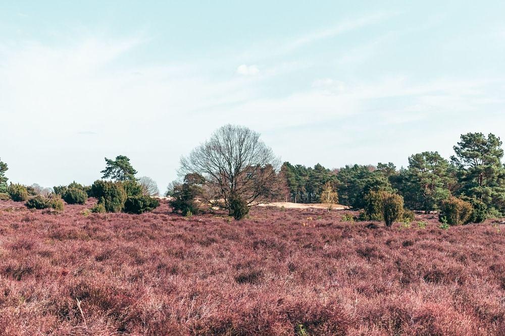 Weekendeal Peuzelpad