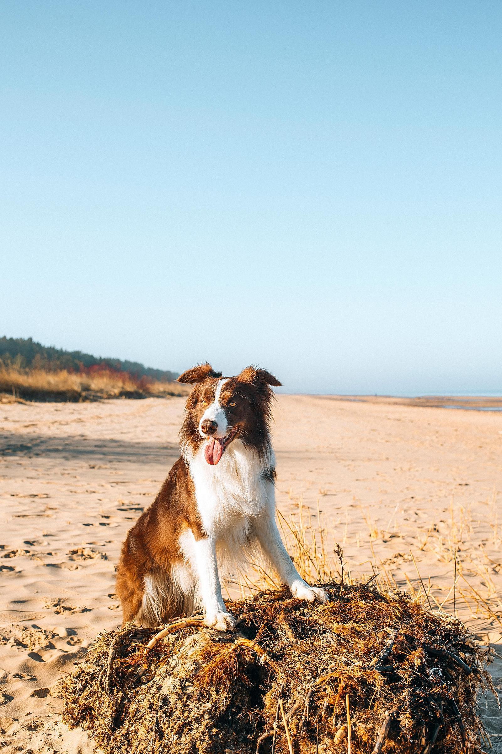 urlaub am ijsselmeer mit hund