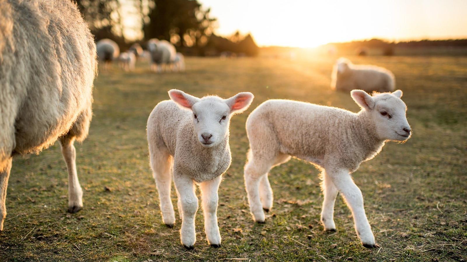 Pasgeboren lammetjes in de wei op Texel tijdens het voorjaar nabij Vakantiepark De Witteberg.