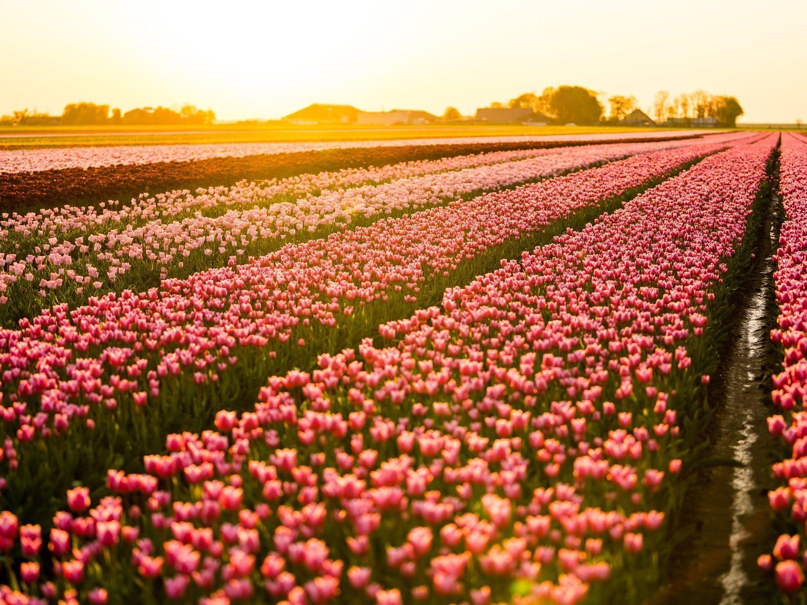 Kleurrijke tulpenvelden in bloei bij Den Hoorn op Texel tijdens het voorjaar.