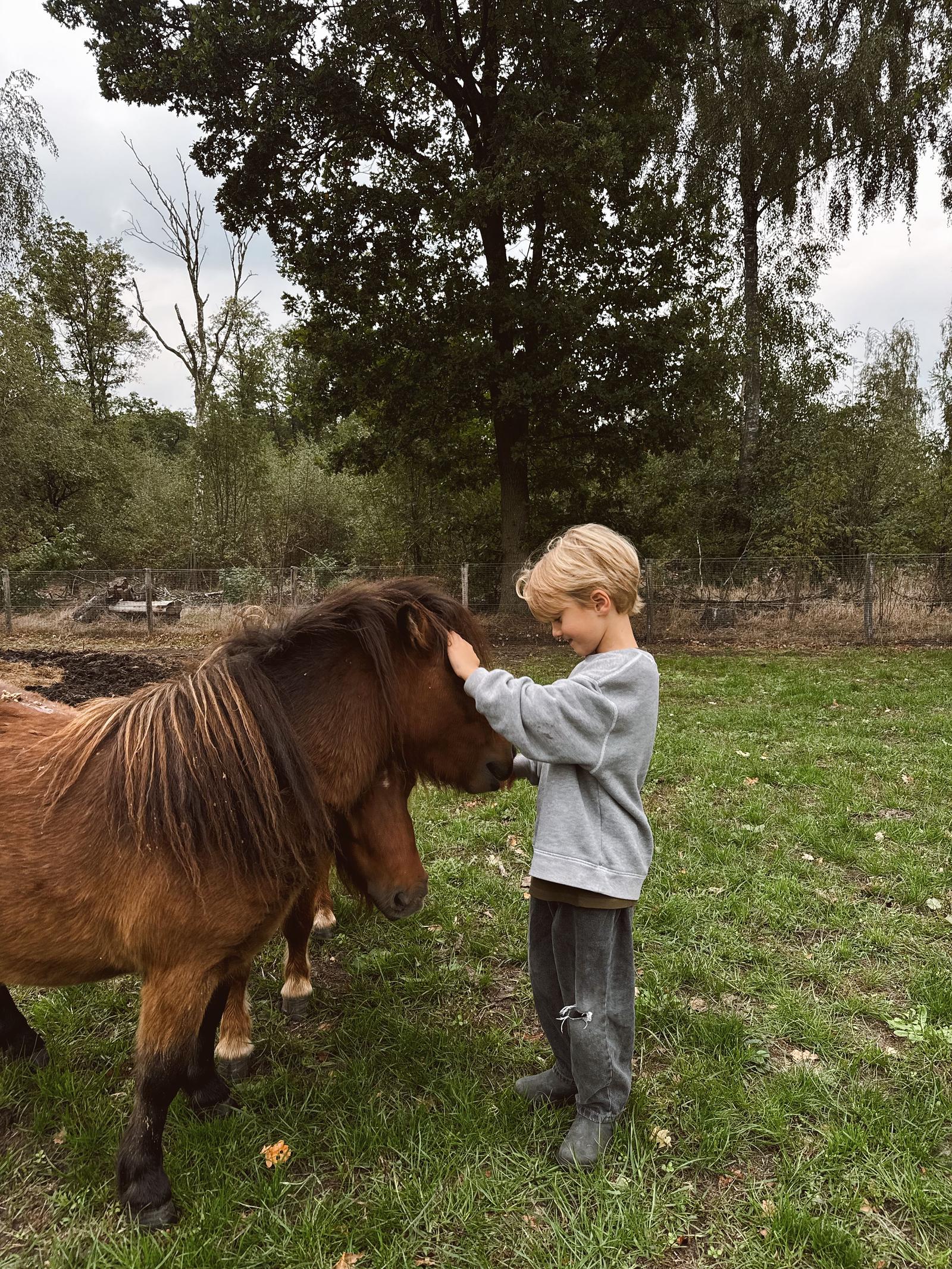 boerderij dieren kippen