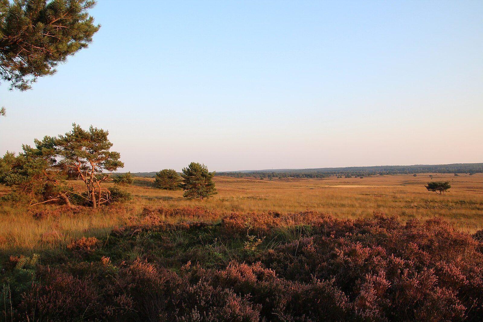 Soof Heuvelrug omgeving