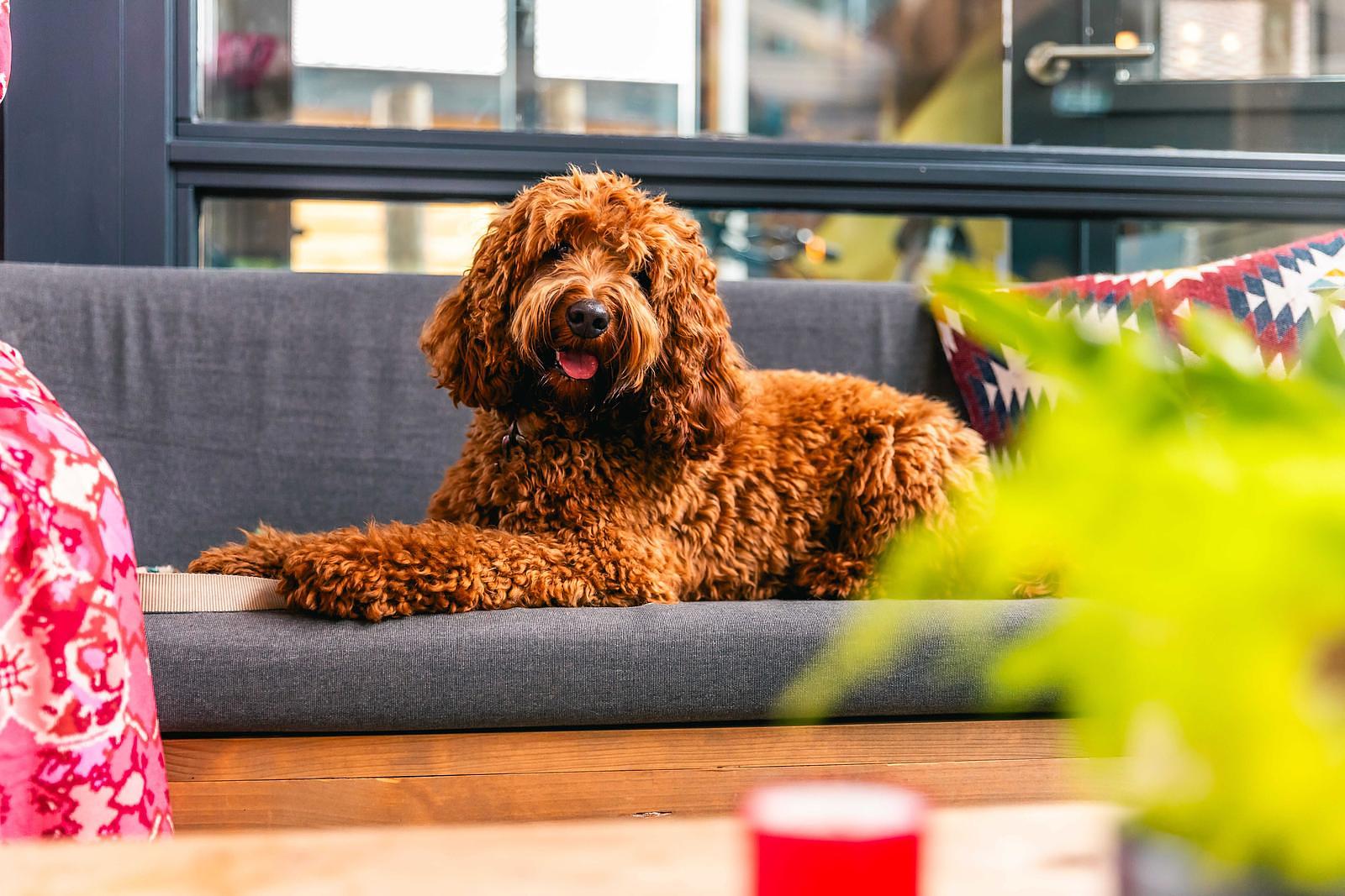 Vakantiepark Luxemburg met hond