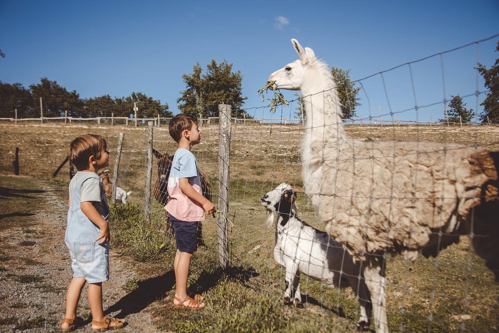 Kind met lama