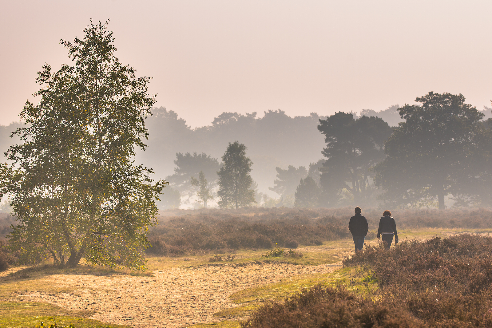 inkel Heide