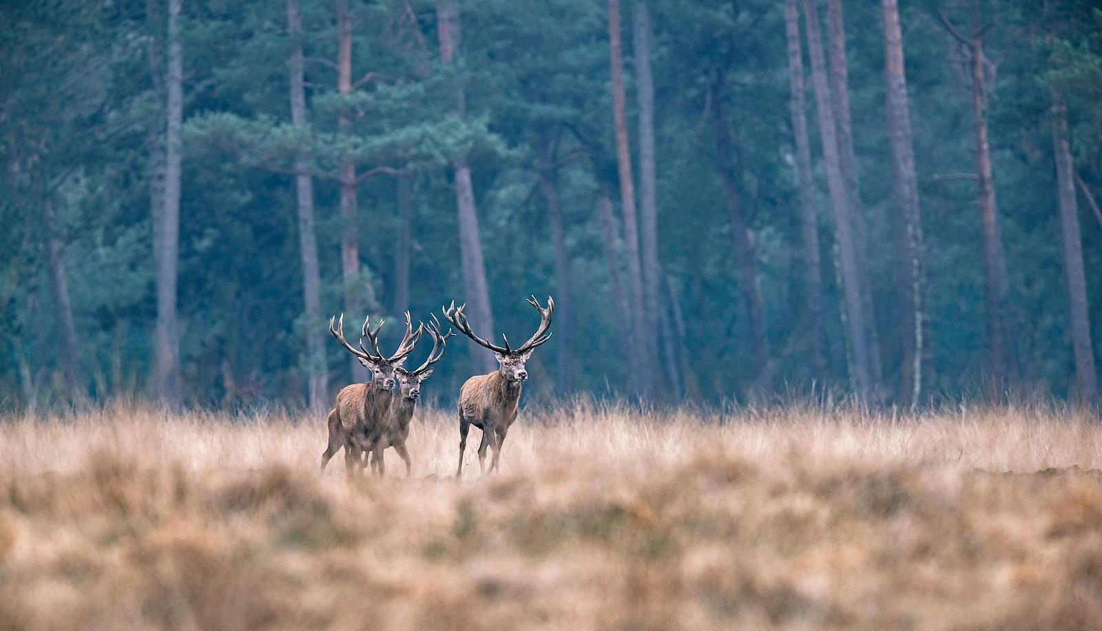 Veluwe wellness weken
