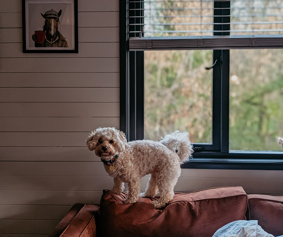 dog on lodge sofa