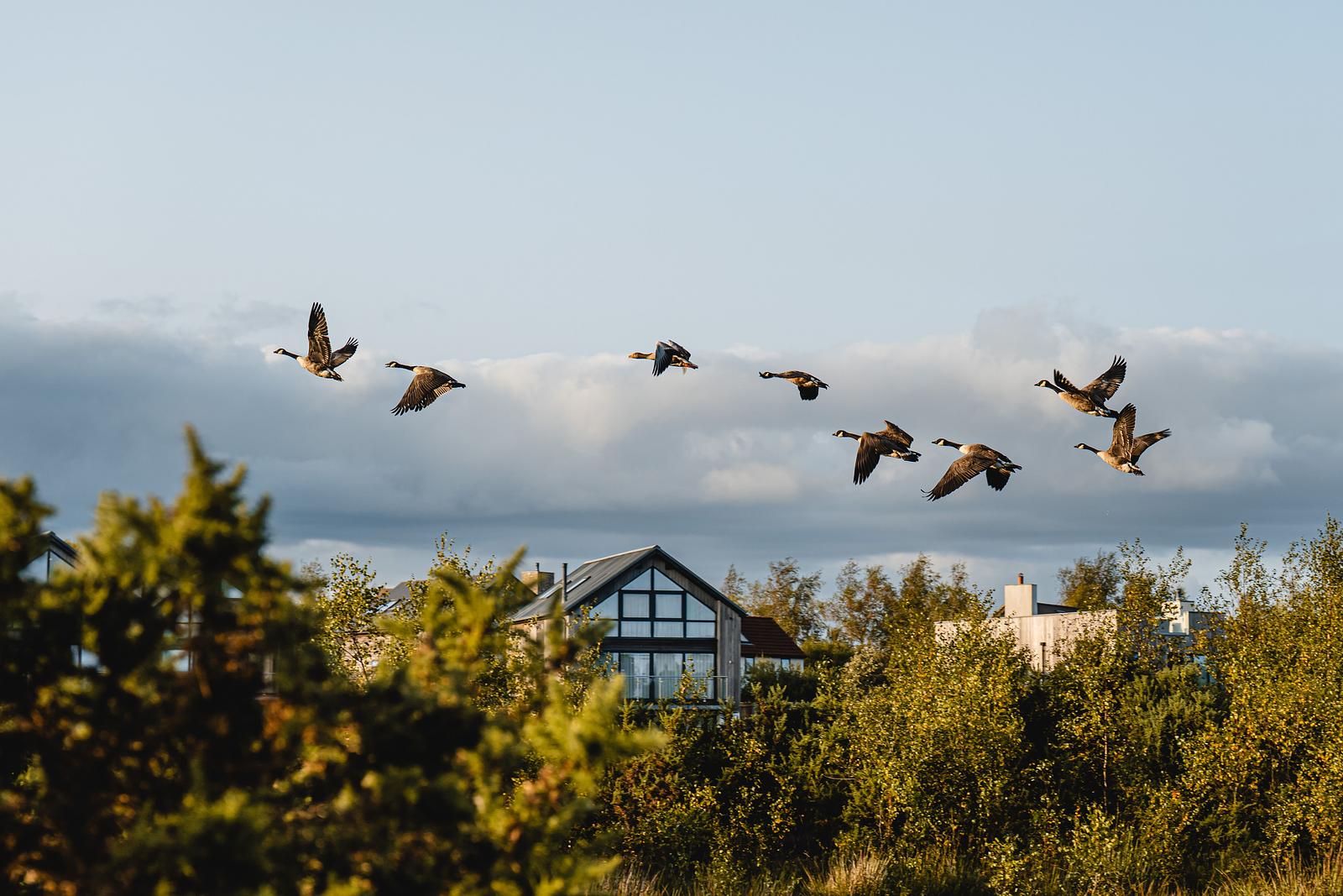 ducks