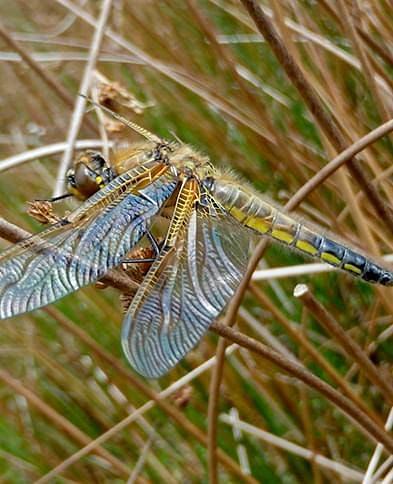 Dragonfly
