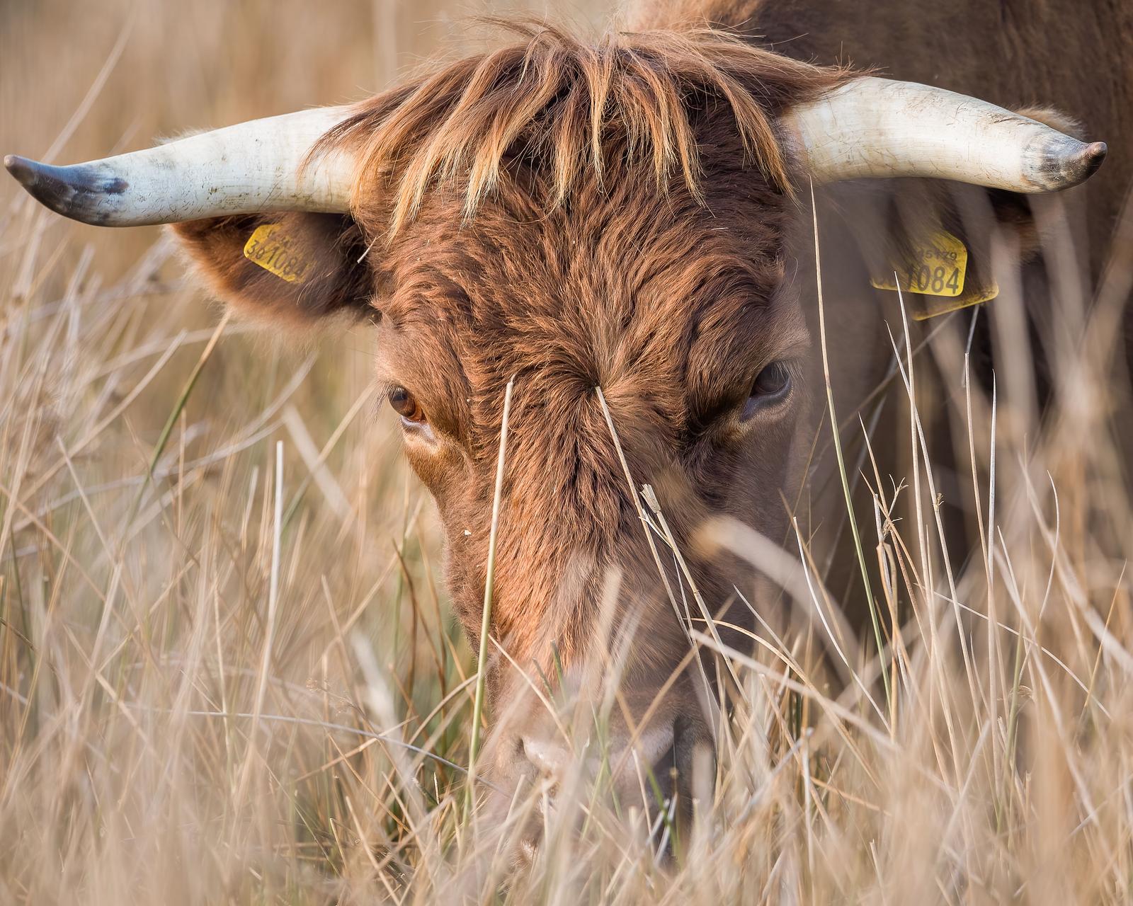 Cow