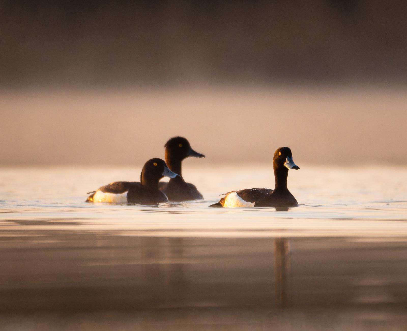 Ducks