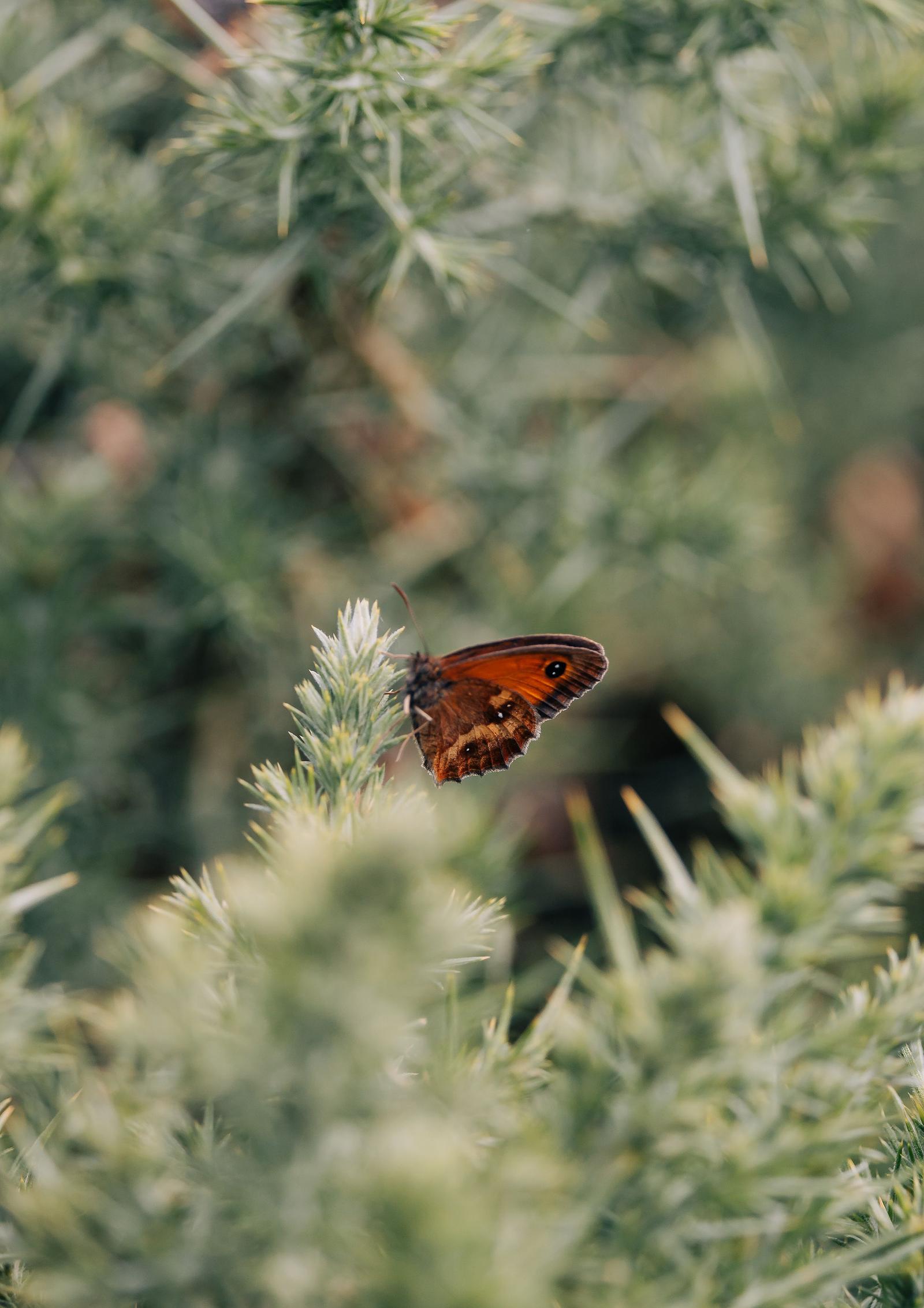 butterfly