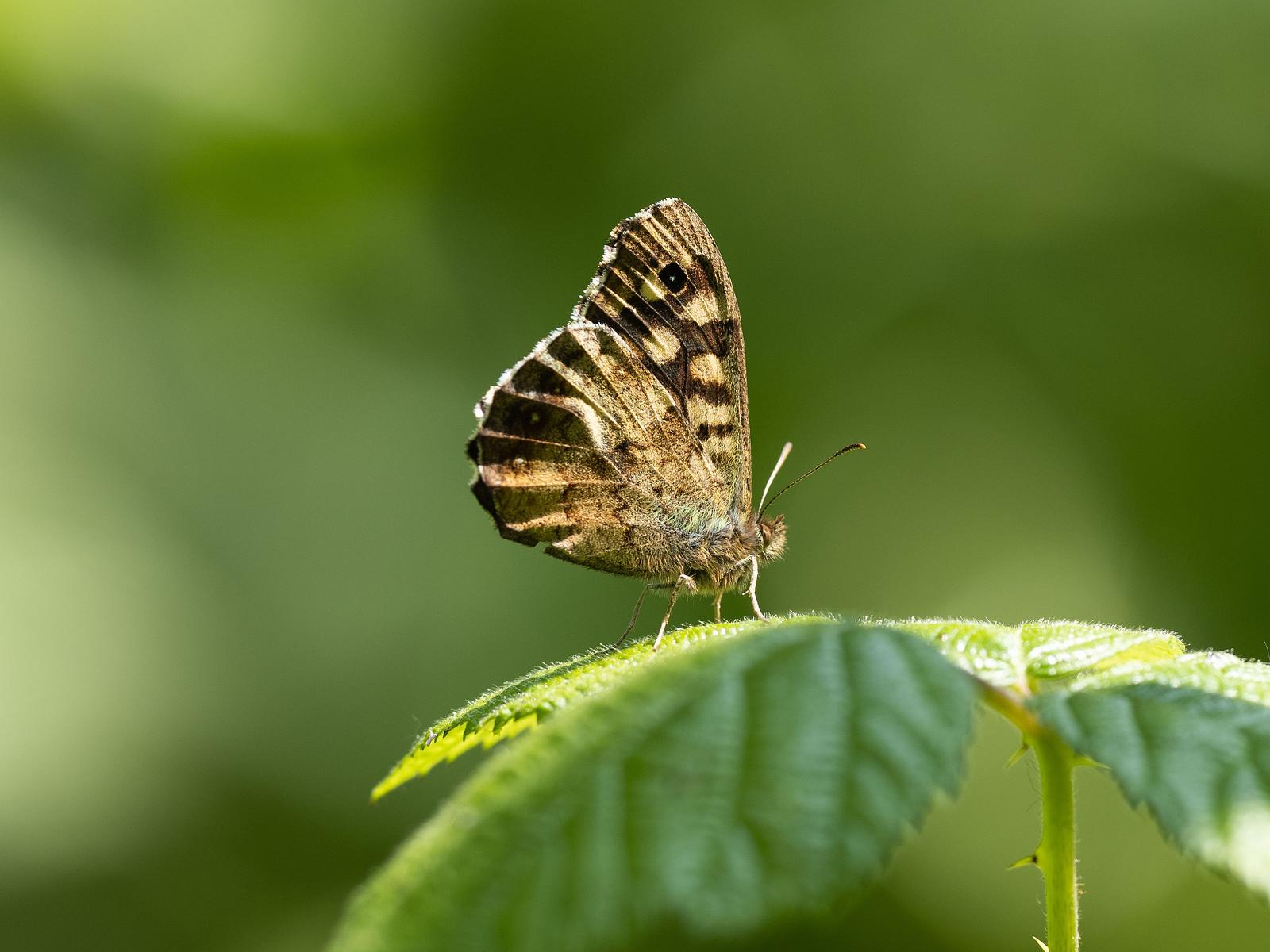 Butterfly 3