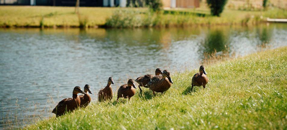 DUCKS