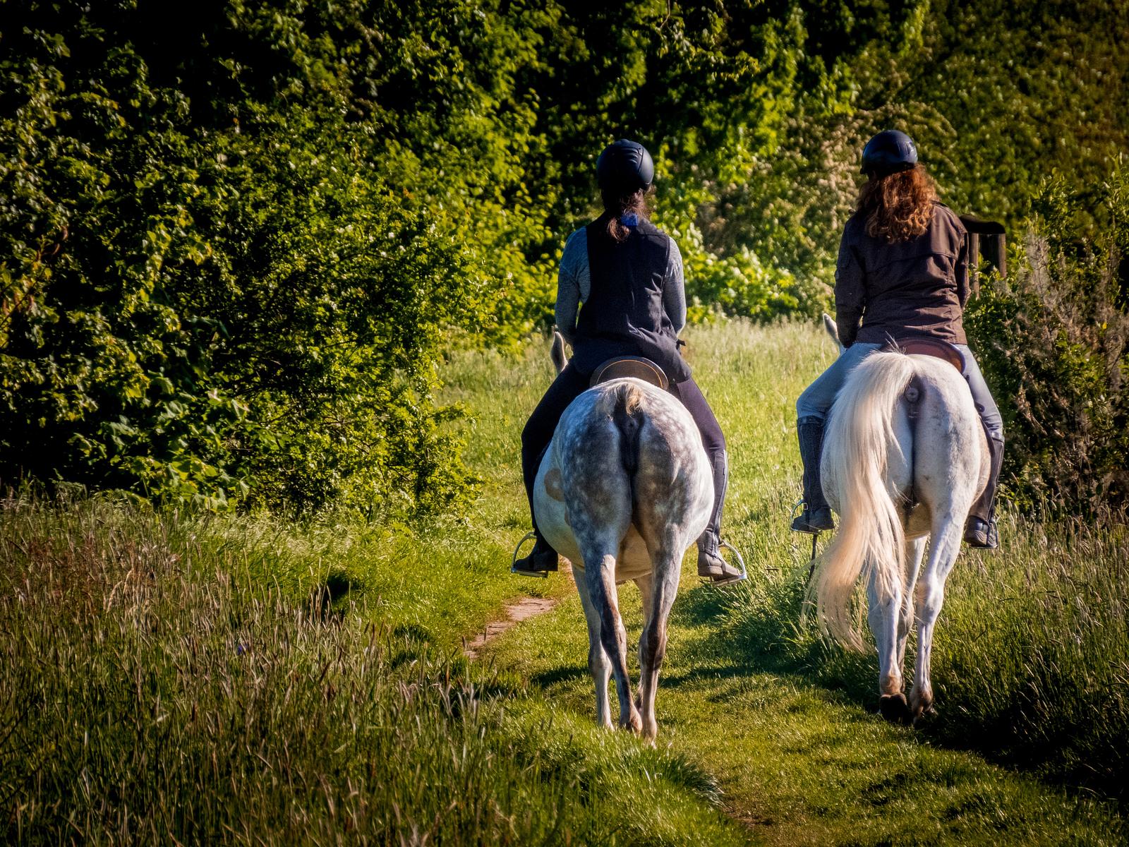 Knighton Reserve