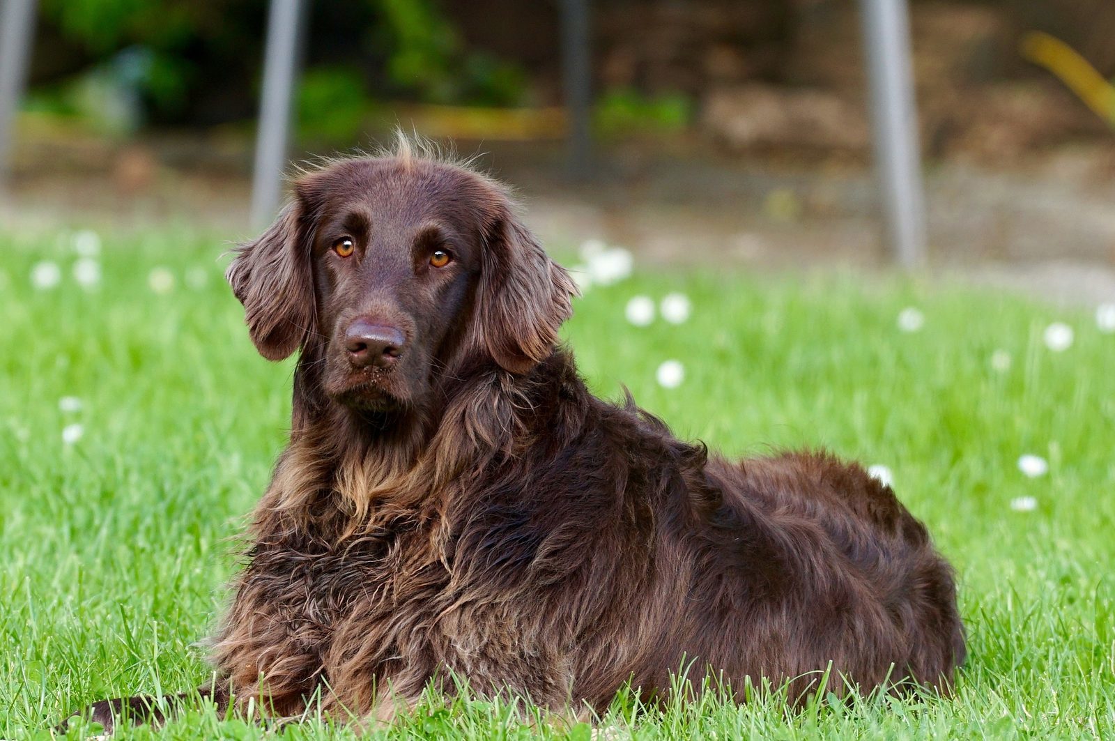 Ferienhaus mit Hund Deutschland