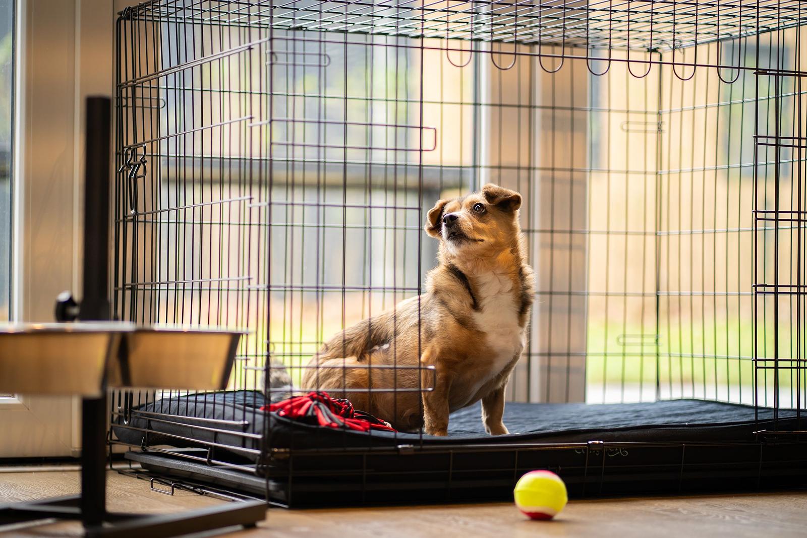 Honden VIP