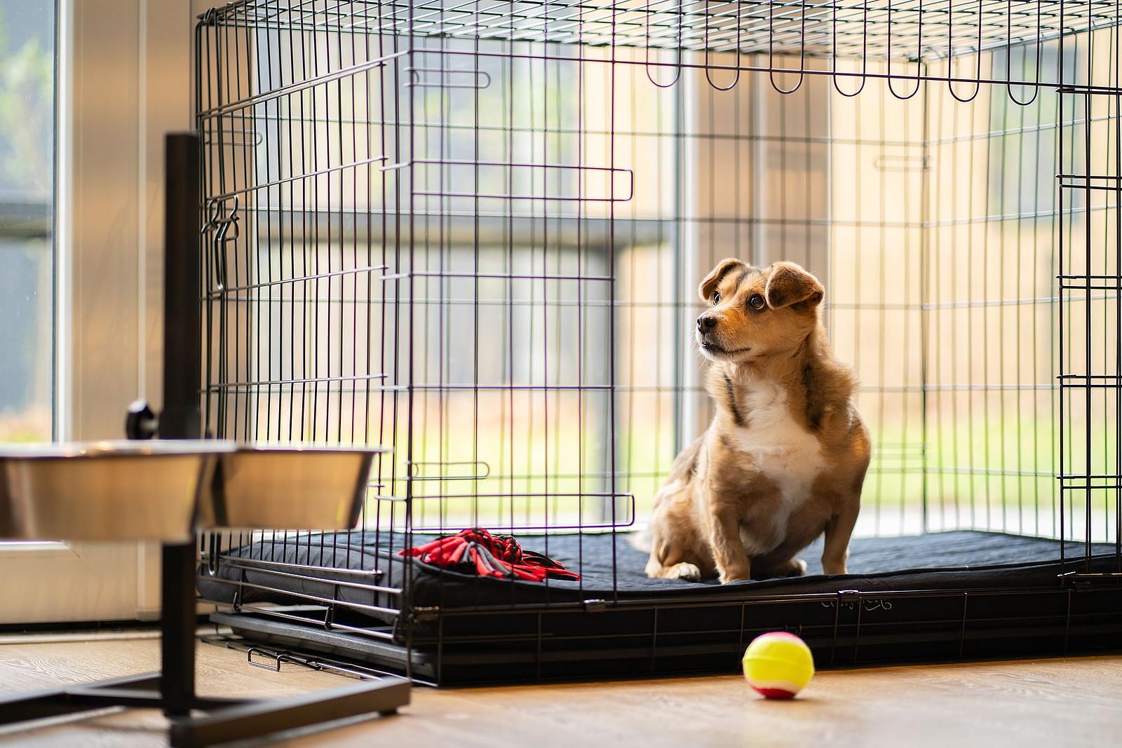 Hunde VIP-Paket