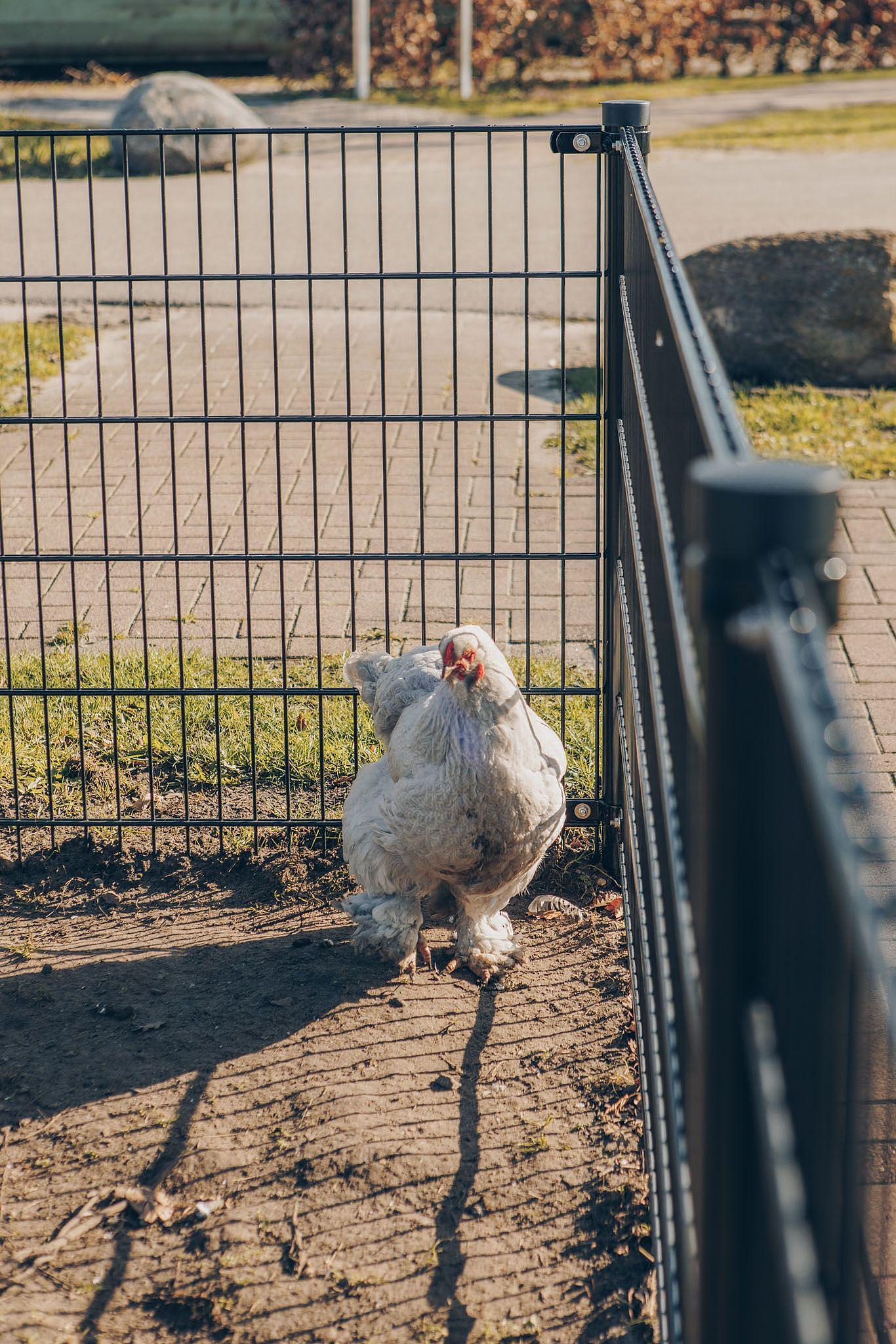 Tierweide